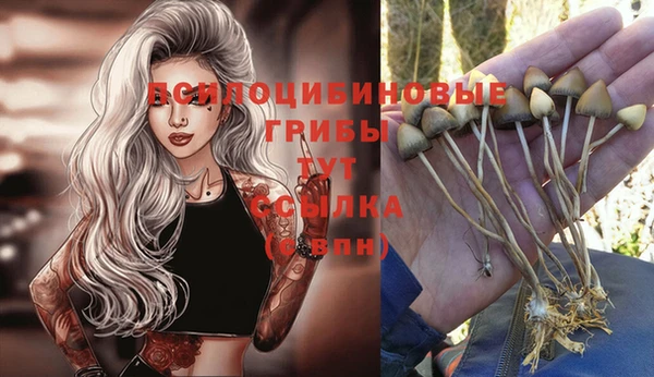ГАЛЛЮЦИНОГЕННЫЕ ГРИБЫ Новодвинск
